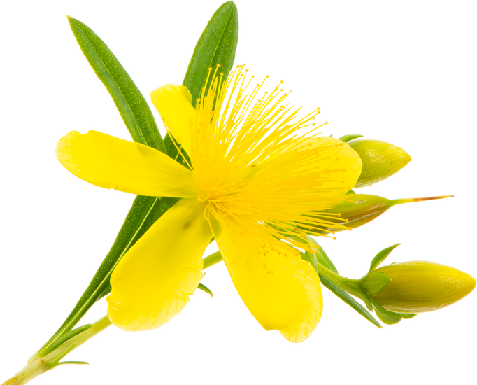 Isolated St John Wort