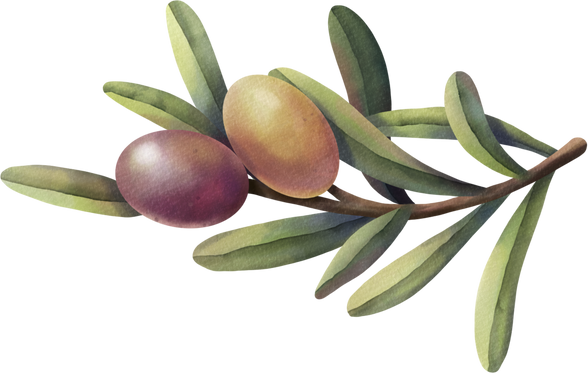 Watercolor Olive Branch