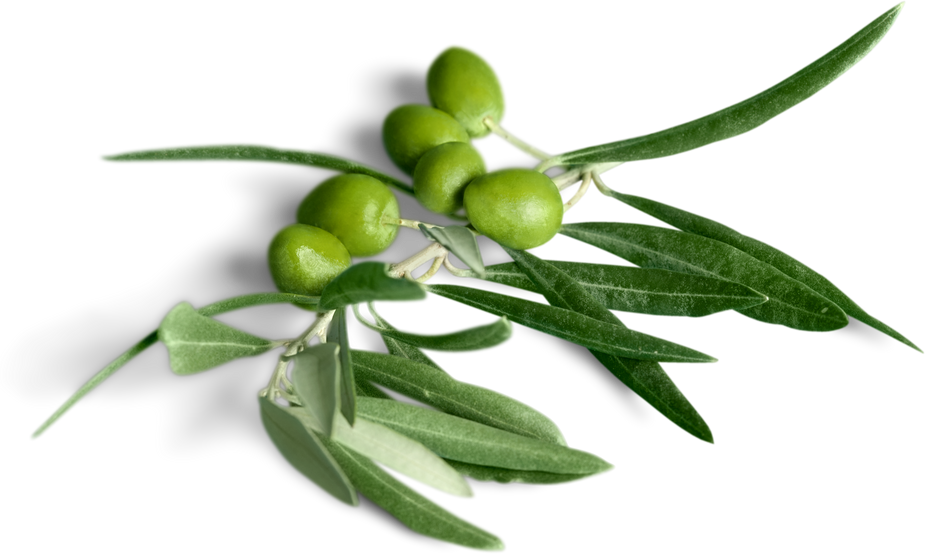 Olive Branch