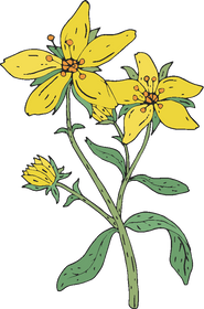 Saint John's Wort