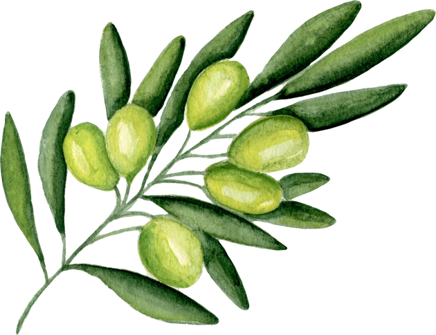 Watercolor olive branch